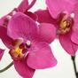 Konstgjord växt Orkidé lila 80 cm