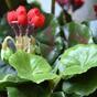 Konstgjord växt Pakost röd 40 cm