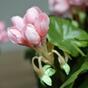 Konstgjord växt Pakost rosa 40 cm