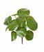 Konstgjord växt Pilea peperomioides 20 cm