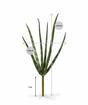 Konstgjord växt Svokrine tungor 20 cm