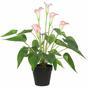 Konstgjord växt Vit-rosa calla 50 cm