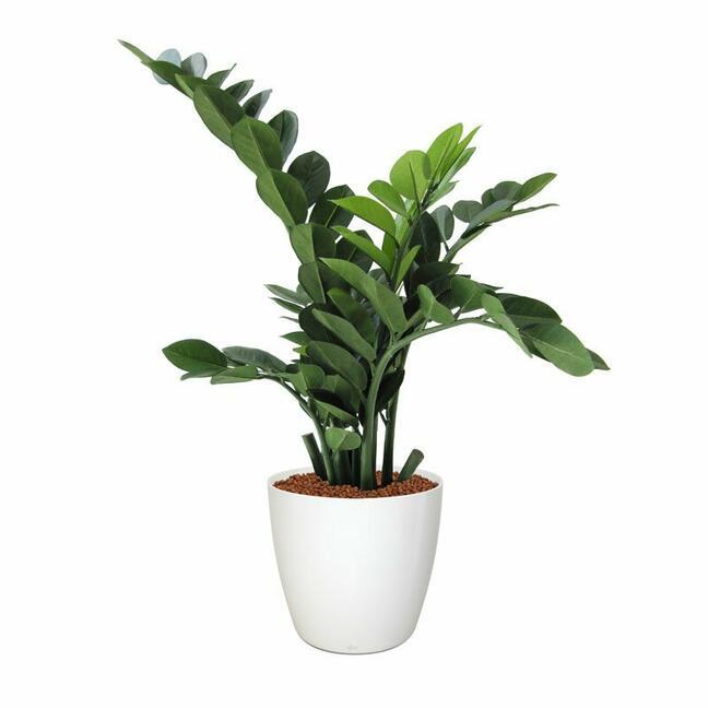 Konstgjord växt Zamiokulkas 65 cm