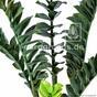 Konstgjord växt Zamiokulkas 75 cm