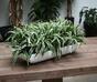 Konstgjord växt Zelenec crested 30 cm