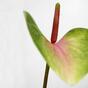 Konstgjort blad Anthurium rosa-grönt 50 cm